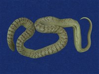 藏品(赤背松柏根)的圖片